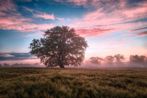 250+ Wednesday Blessings: Quotes & Prayers to Bless Your Midweek [Ultimate Guide]