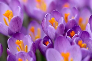 Ostara Blessings: 250+ Sacred Words, Prayers & Rituals for the Spring Equinox